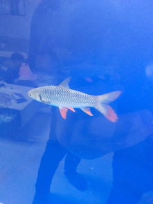 谁知道这是什么鱼,叫什么名字 