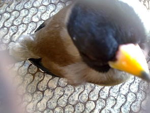 今天捡到一只黄嘴的小鸟,嘴头是黑色的,黑色尾巴不飞,也不吃东西,有医生可以帮忙下嘛 