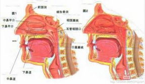 请问医生咽炎用什么药效果最好