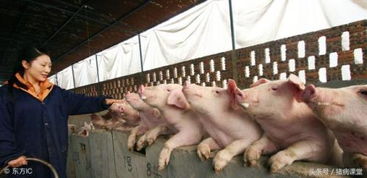 秋东来临,猪群常见的五大呼吸道疾病要谨防 