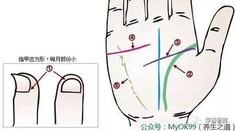 揭秘 从掌纹看男人的一生财运和健康,原来有钱没钱取决于你的手心 