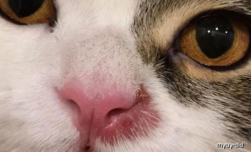养猫常识 猫咪的鼻子为什么是湿的 鼻子干就一定是生病了吗