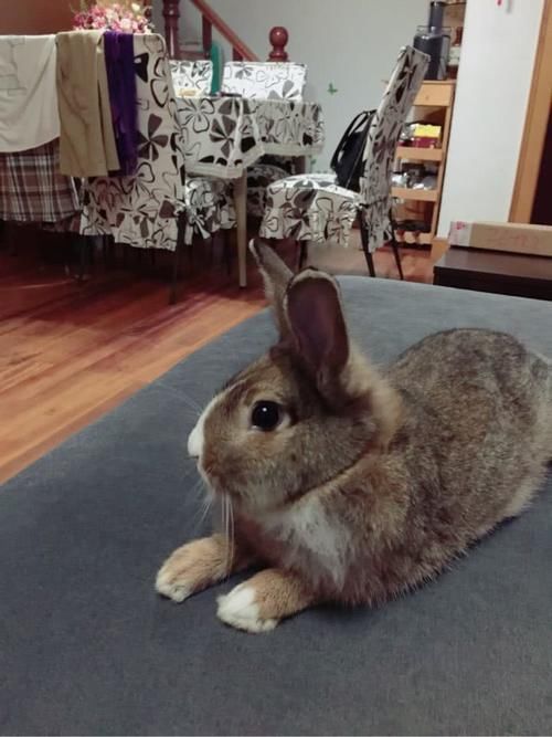 室内散养一只兔子 兔兔那么可爱,为什么不养 