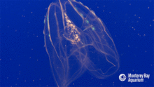 淡海栉水母独创无固定临时排泄孔,颠覆传统排便方式 