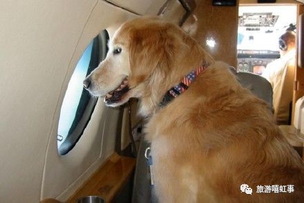 在中国可以带宠物进飞机客舱啦 内附正确打开姿势 