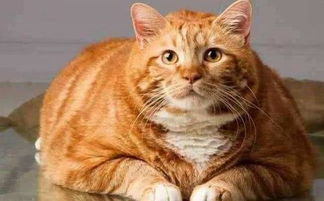 盘点橘猫的5大优点,在田园猫里大概就属它最受欢迎了