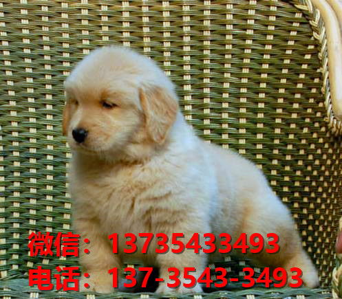 玉溪犬舍出售纯种金毛犬 大头金毛幼犬 黄金猎犬哪里有卖狗地方在哪有狗市场