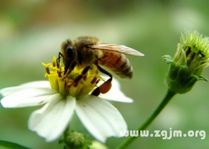 梦见一只小蜜蜂是什么意思(梦见了一只蜜蜂)