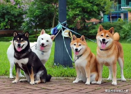 为什么日本的 柴犬 ,在中国受欢迎 大概是这些原因