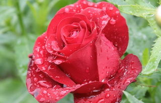 红玫瑰品种传奇实用种植技术,中国红玫瑰葡萄的生长特性