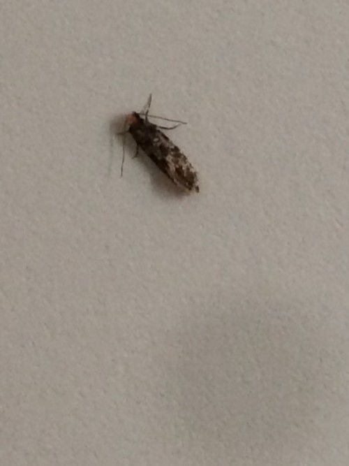 家里墙上好多这样的小虫子,谁知道这是什么 怎么能消灭