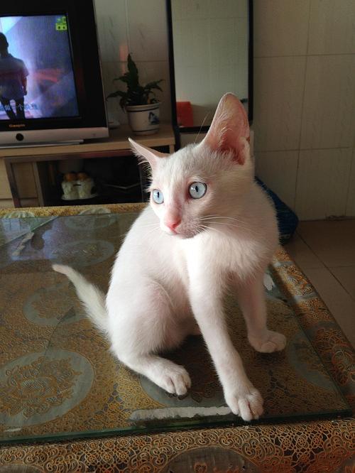 坐标深圳,5个月大猫猫免费领养 