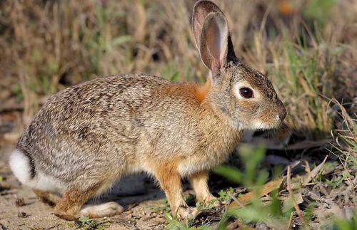杂交野兔养殖可行性报告