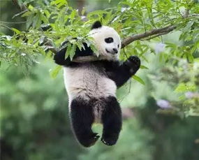 涨知识 大熊猫那么萌,为什么只有中国才有呢