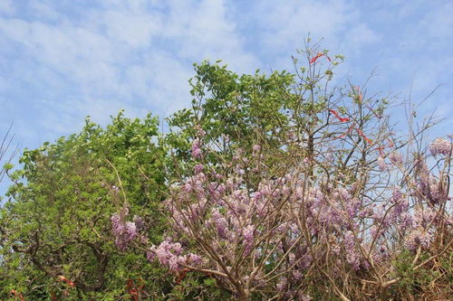紫藤花树适合北方种植吗,紫藤树北方能种吗？