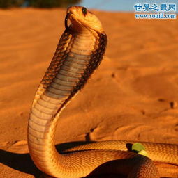 黄金眼镜蛇,非洲最致命的大型毒蛇 死亡率高达60 2 