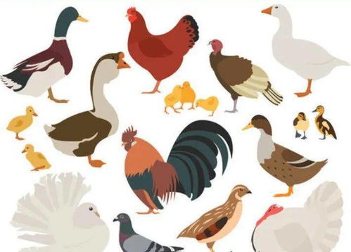寻乌县出台农村禽类养殖规范 禽类散养 人禽混居......将被禁止 