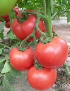 粉状元番茄苗,山东优质番茄种苗供应 