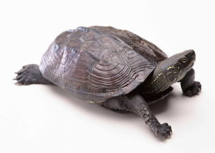 乌龟动物世界海龟地球生物摄影素材