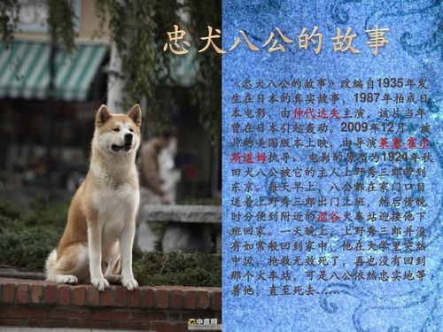 忠犬八公的故事影评 人狗情未了