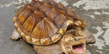 小鳄龟多大能产卵？