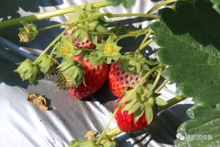 草莓的季节是几月份到几月,草莓盛产的标准季节是几月份 草莓介绍