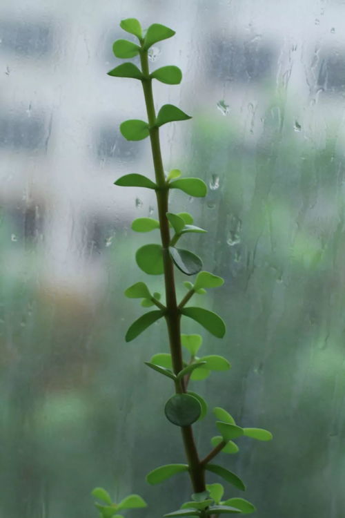 关于雨打窗户的诗句