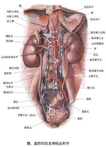 解剖学男性外生殖器 图片欣赏基地 百奇图讯 Bqatj Com