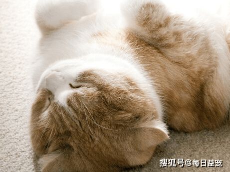 你的猫咪什么性格,从睡姿就可以看出来