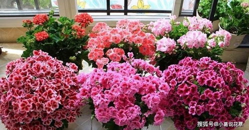 如果你有露台或者花园,要养4种 开花机器 ,半年养成 花球