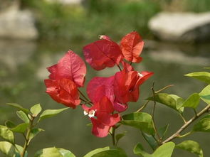 深圳市的市花