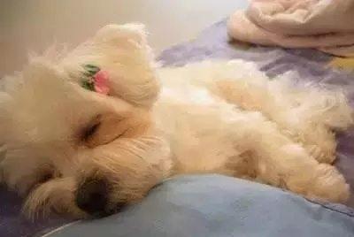 狗狗睡觉打呼噜的几种原因