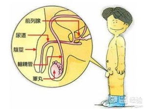 男性如何让阴茎保持敏感