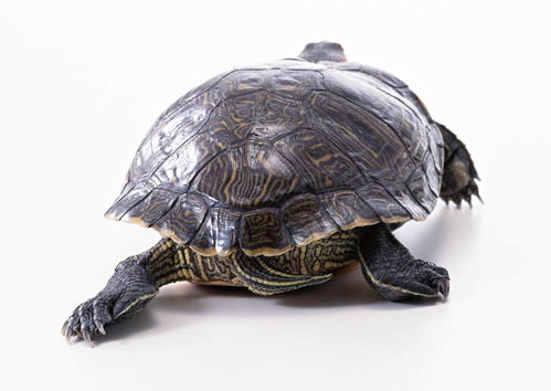 乌龟动物世界海龟地球生物摄影素材图片下载素材 其他 