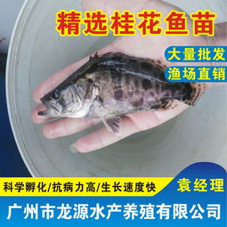 桂鱼价格，桂鱼多少钱一斤