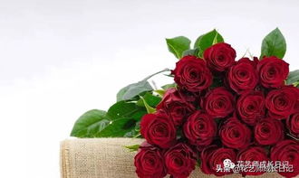 高原红玫瑰 国人最爱的丝绒红,花型优雅,花色饱满浑厚