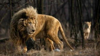 老虎战狮子 – 