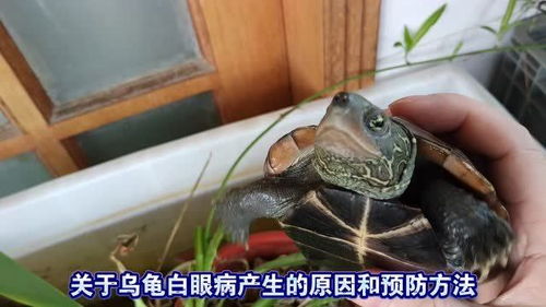 乌龟眼皮白是白眼病吗 巴西龟白眼病了怎么办 宠物乌龟白眼病的判断特征和处理方法 