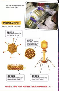 病毒大观园 谁是最出色的DNA或RNA微型载体