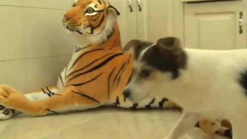 动物世界狗见到老虎反应 