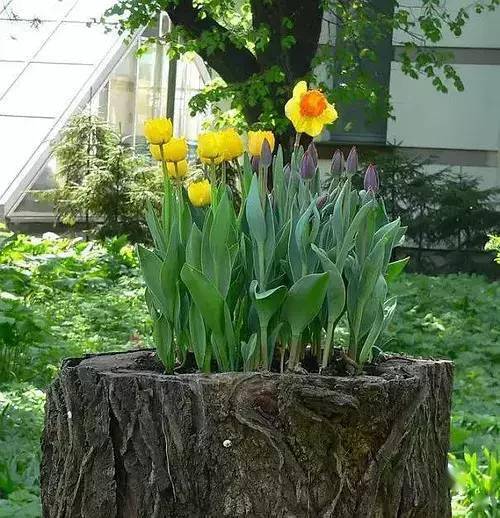 树桩就是这样,以惊人的方式装饰着你的花园