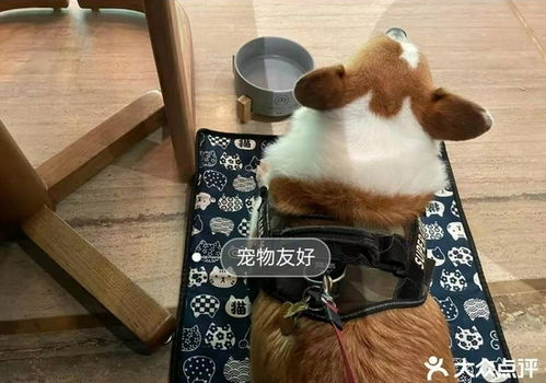 北京瑜舍酒店FRASCA餐厅 人狗共席 律师 餐厅让宠物进入属违法行为 