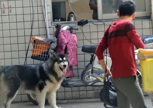 在晋城,哪种不文明养狗行为最让你反感 快来投票diss 