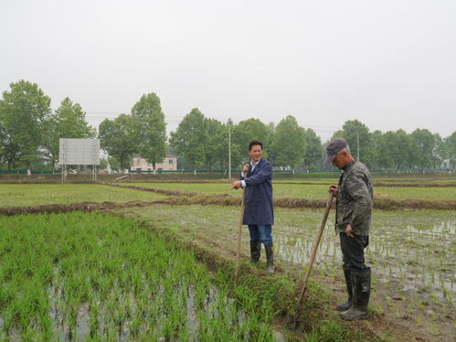 安徽大豆价格