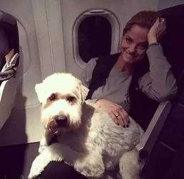 资讯 美国一家航班可以让狗狗跟着主人一起坐飞机