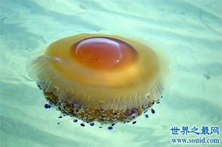 蛋黄水母像一颗水中荷包蛋 属于海洋罕见生物品种 3 