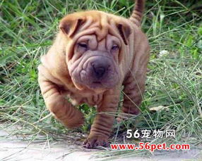 中国沙皮犬