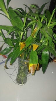 家养水竹叶子发黄怎么办 叶片发黄是缺什么肥料