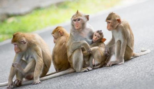 惹不起的 猴猴猴 特别是56年,68年,80年出生的,属猴的速看 猴人 生肖猴 地支 网易订阅 