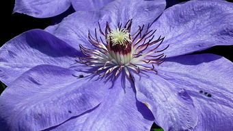 铁线莲,履带板,花,花园,性质,紫,春,美丽,特写 